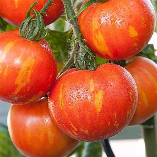 Tomato - Tigerella seeds Tomato - Tigerella seeds