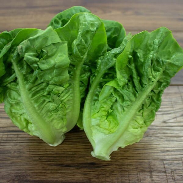 Lettuce - Little Gem Seeds Lettuce - Little Gem Seeds