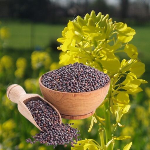 Mustard - Black Seeds Mustard - Black Seeds