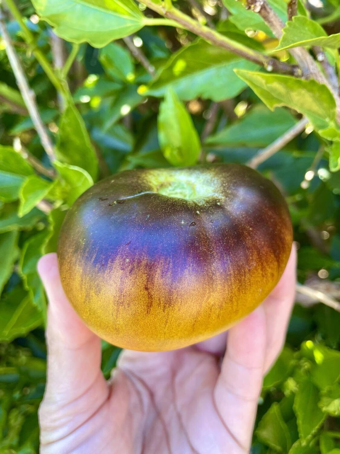 Tomato - Lucid gem Seeds. Tomato - Lucid gem Seeds.