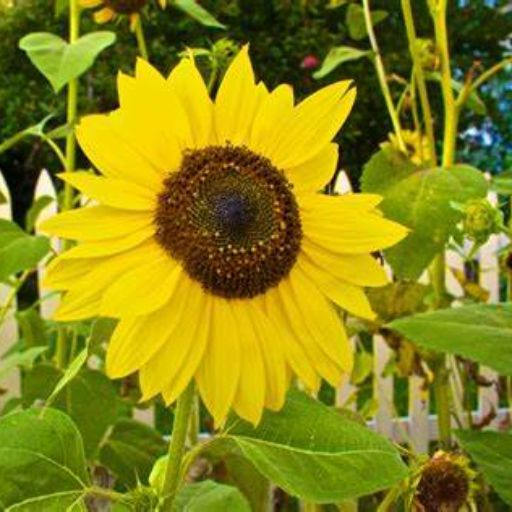 Sunflower 'Giant Single' Sunflower 'Giant Single'