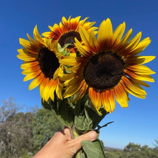 Sunflower 'Golden rust' Seeds Sunflower 'Golden rust' Seeds