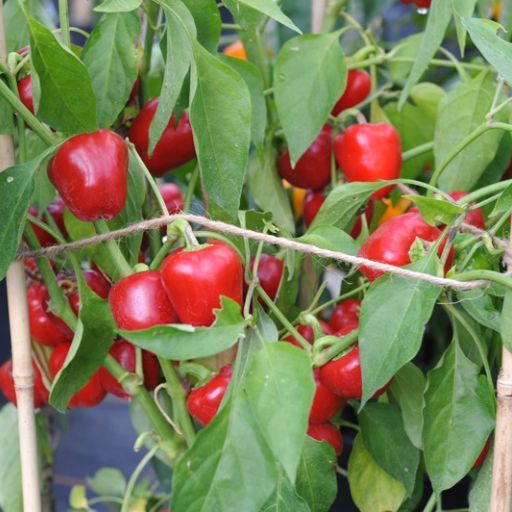 Capsicum- Mini Bell Red Capsicum- Mini Bell Red