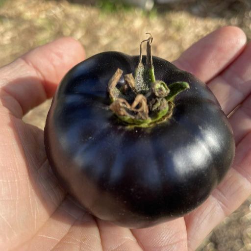 Tomato - Black Beauty Tomato - Black Beauty