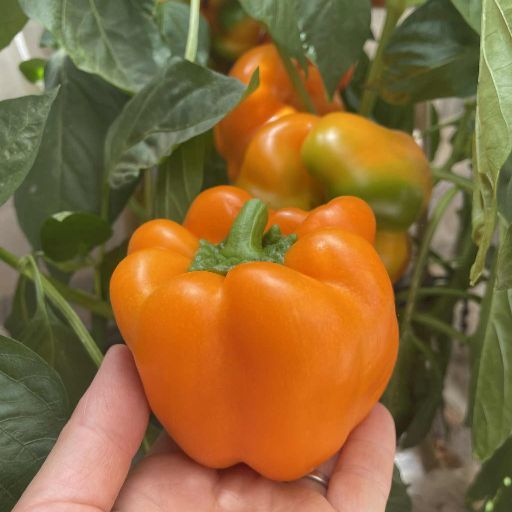 Capsicum - Gilboa Orange Capsicum - Gilboa Orange