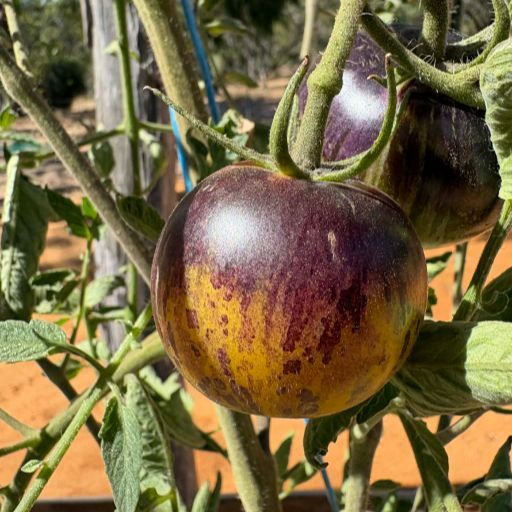 Tomato - Stripes of Yore seeds