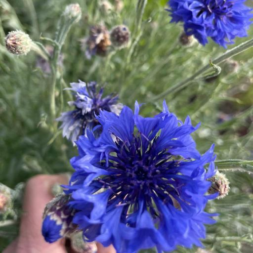 Cornflower ‘Blue’
