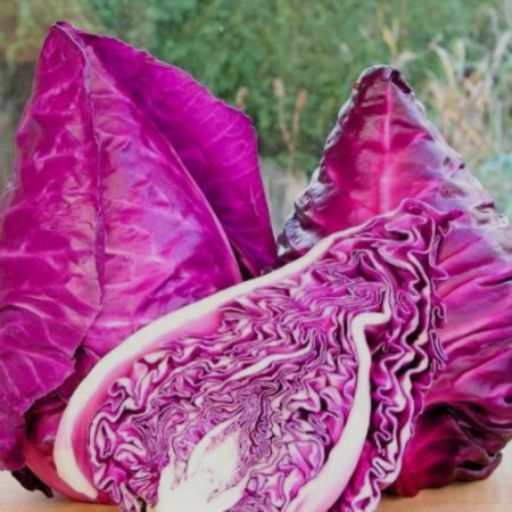 Cabbage - Kalibos seeds