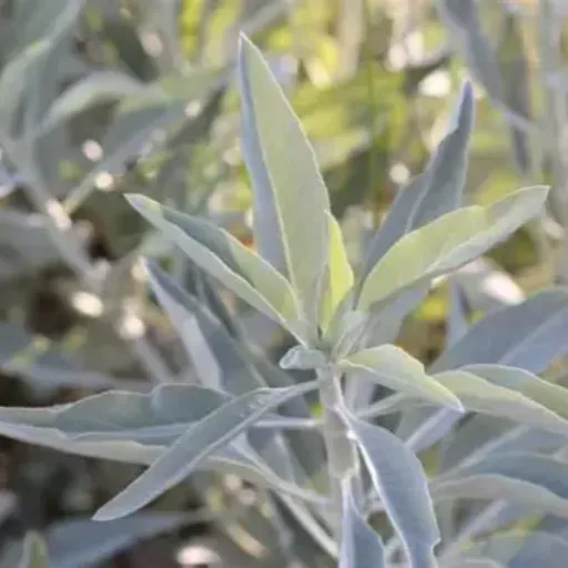 White sage