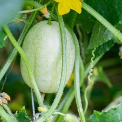 Cucumber 'Crystal salad'