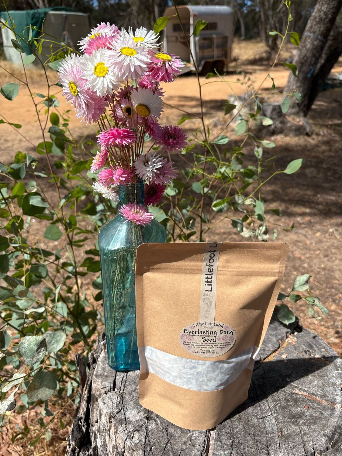 Everlastings 25 g Everlastings 25 g