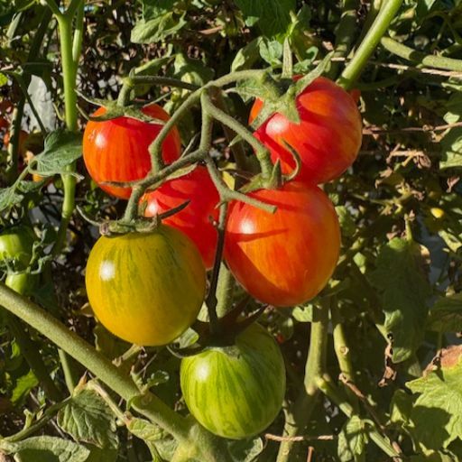 Tomato 'Sunrise Bumble Bee' seeds