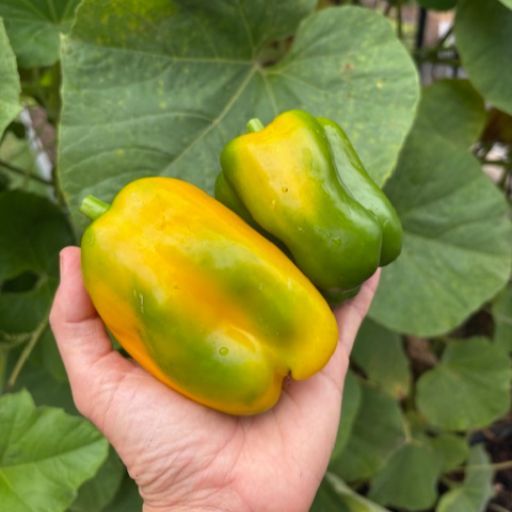 Capsicum 'Quadrato D'Asti Giallo' Seeds