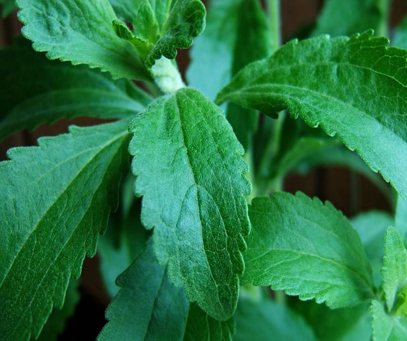Stevia
