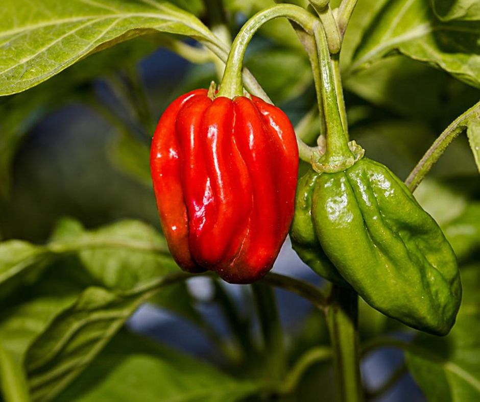 Chilli - Red Habanero Chilli - Red Habanero
