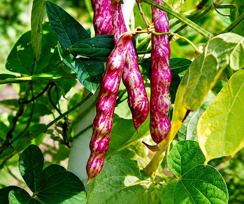 Bean - Speckled Cranberry