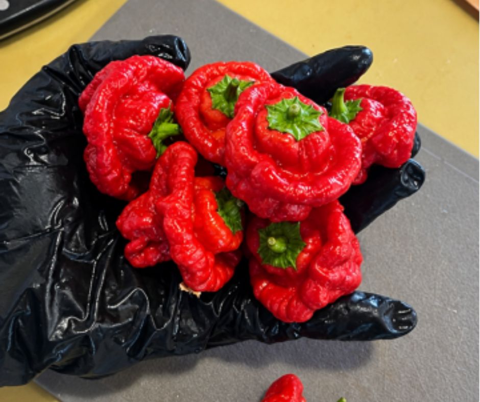 Chilli - Red Cap Mushroom Chilli - Red Cap Mushroom