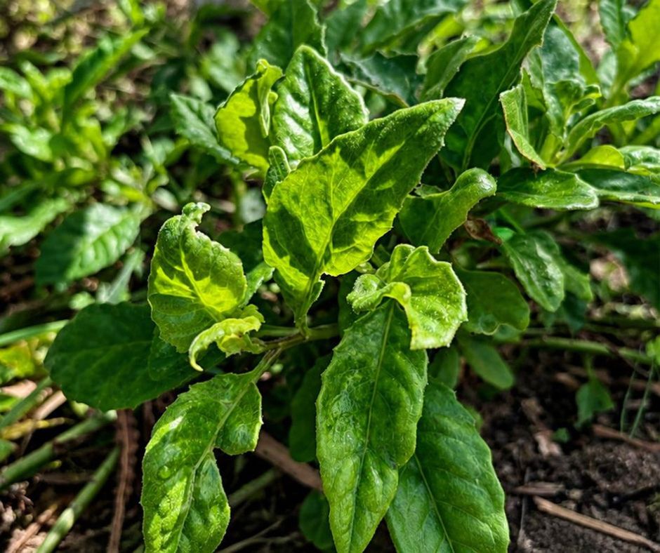 Sambung - Longevity Spinach
