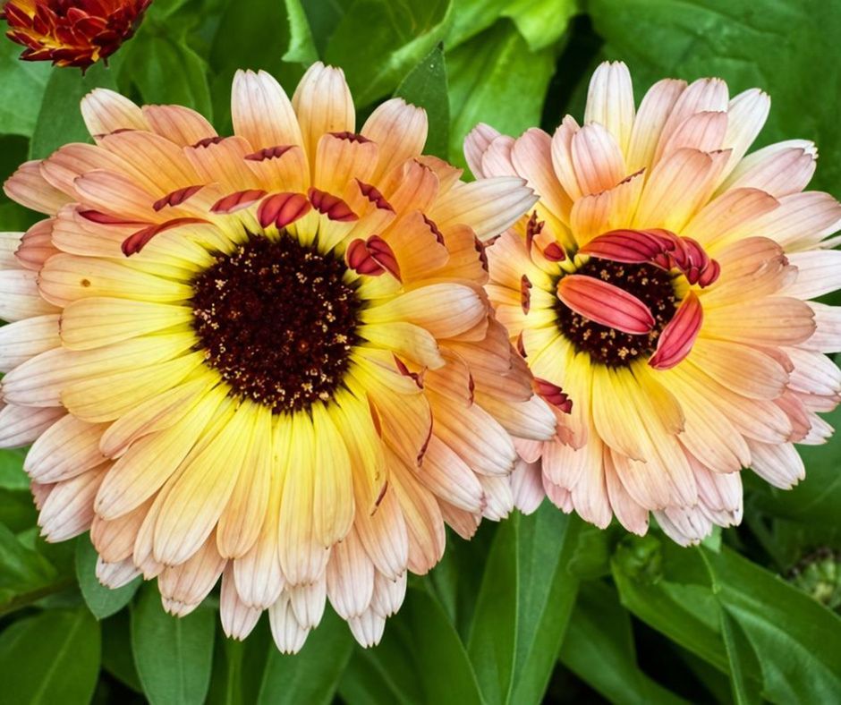 Calendula - Sunset Buff