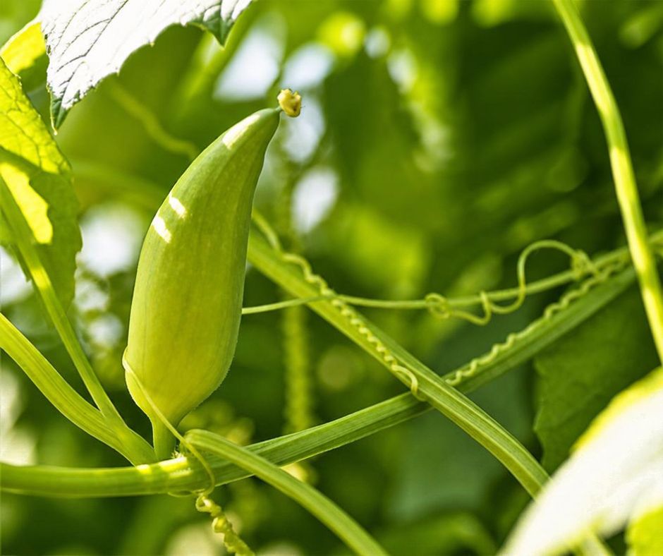 Achocha - Slipper Gourd Achocha - Slipper Gourd