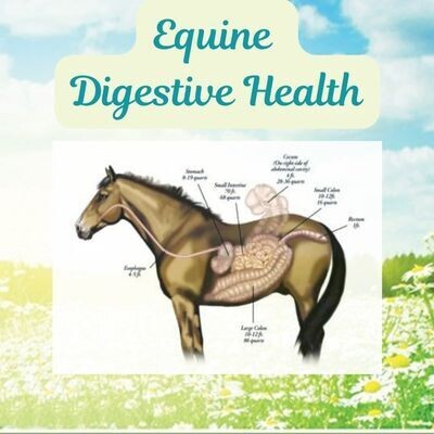 Equine Digestive Health