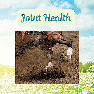 Joint Health