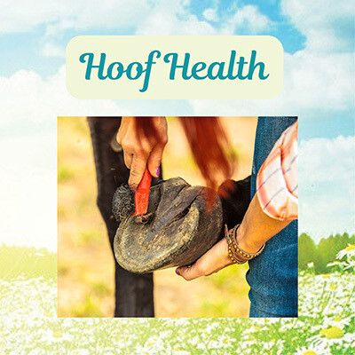 Hoof Health