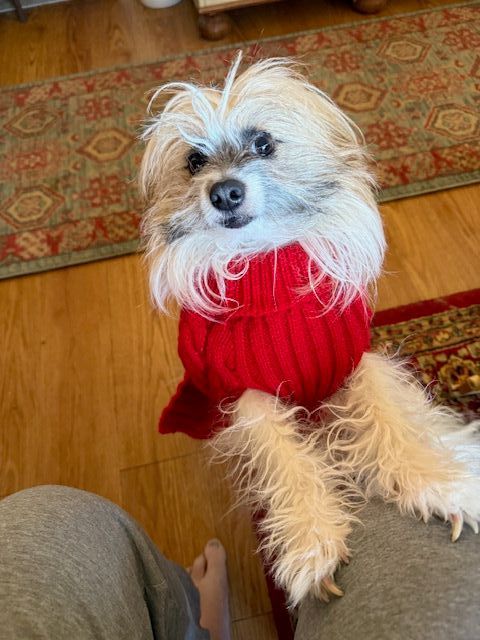 Canine Lumbar Support