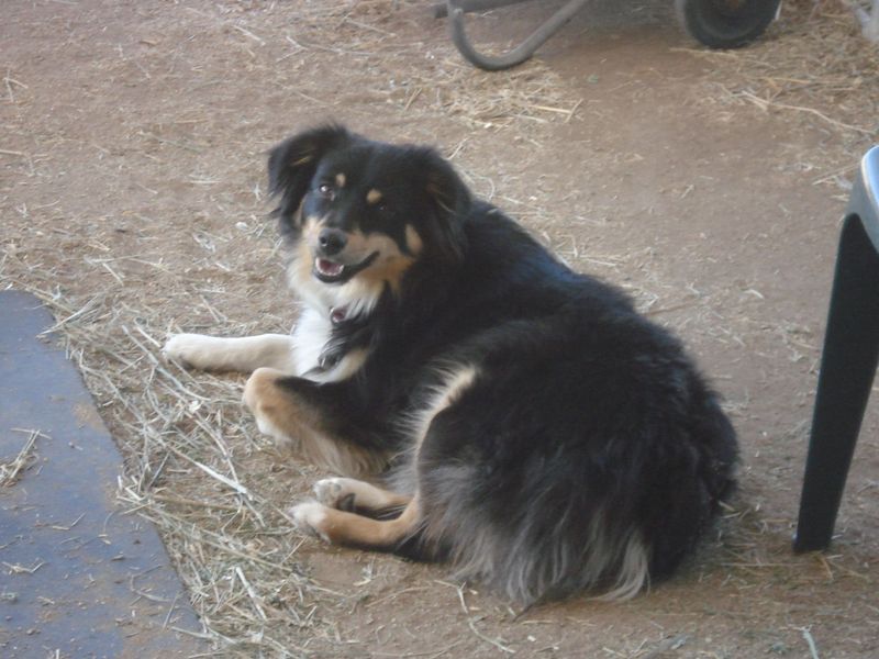 Canine Tape Worm Nosode 1 dram