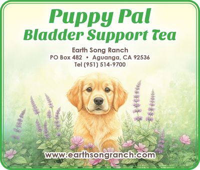 Canine UT Bladder Tea Canine UT Bladder Tea