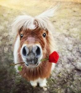 For Minis From Earth Song Ranch