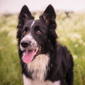 Dog Products