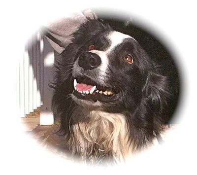 Dog Products
