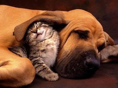 Cat &amp; Dog Nosodes/Homeopathics