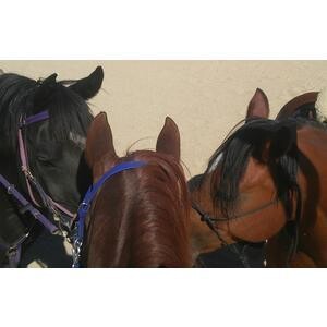 For Horse & Hoof: Custom Blend for Healthy Horses & Hooves For Horse & Hoof: Custom Blend for Healthy Horses & Hooves