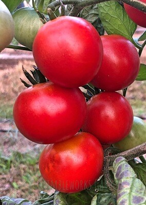 Tomatoes