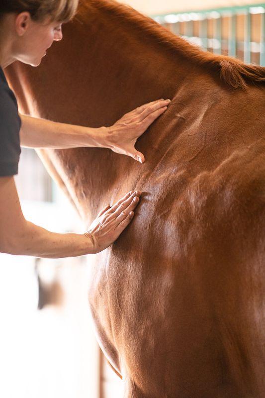 Top Reasons Why Equine Massage Is a Game-Changer for Horse Performance