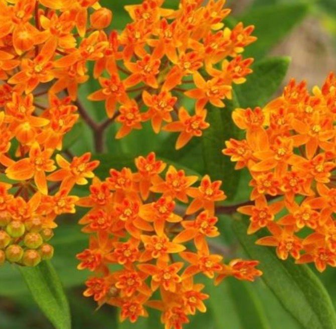 Butterfly Weed