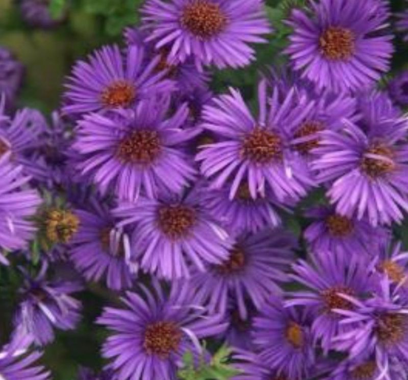 ​New England Aster