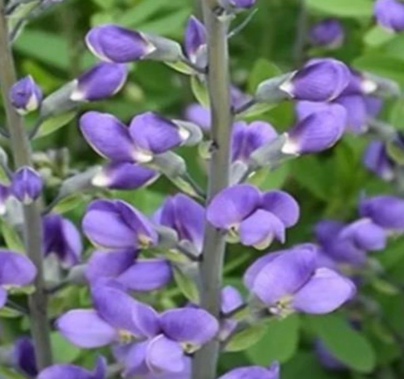 Blue False Indigo