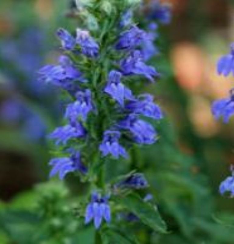 Great Blue Lobelia