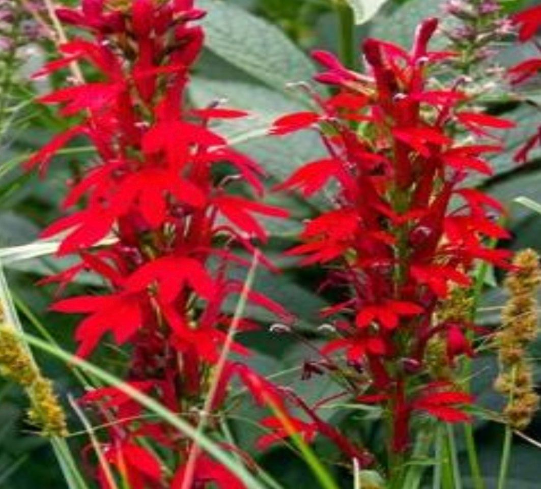 Cardinal Flower