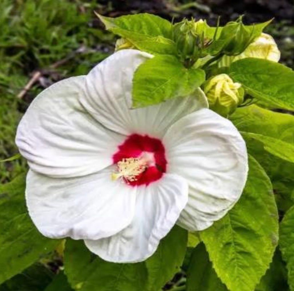 Swamp Rose Mallow