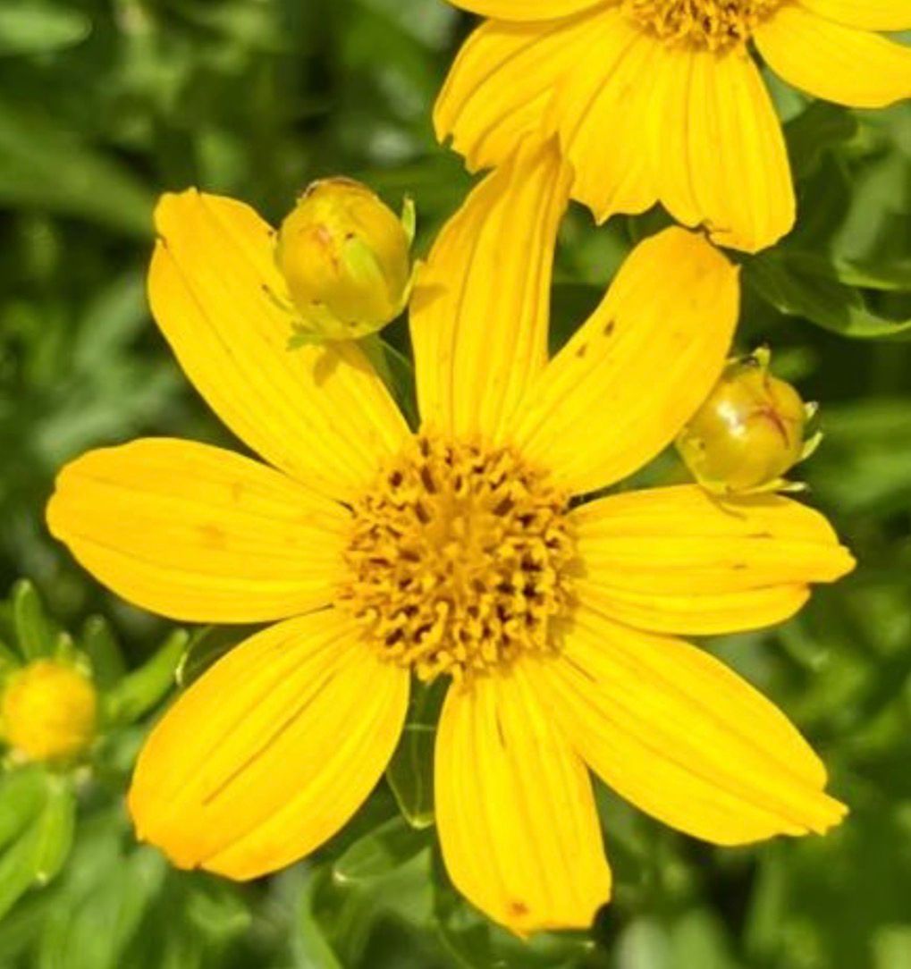 Plains Coreopsis