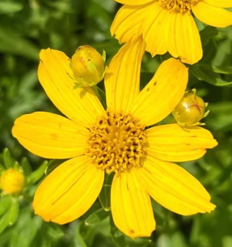 Plains Coreopsis