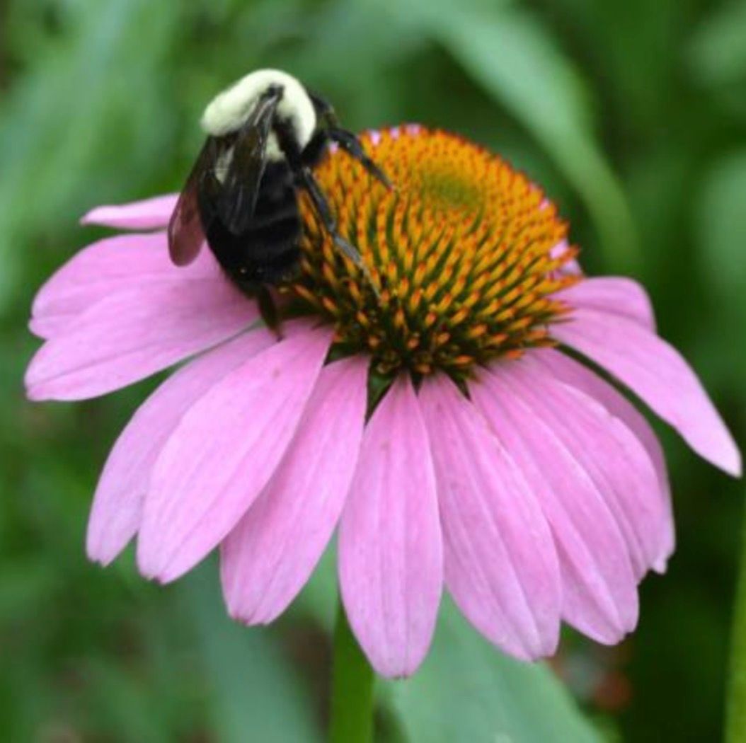 ​Purple Coneflower
