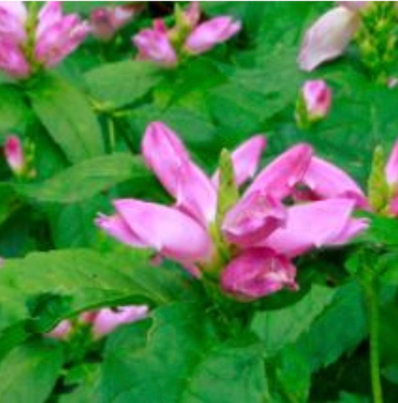 Pink Turtlehead