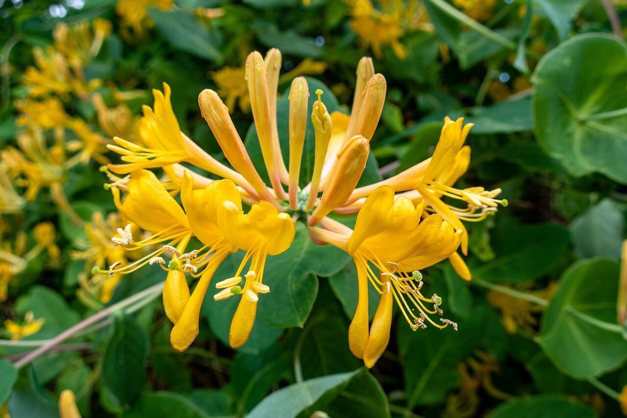 Honeysuckle - 100ml