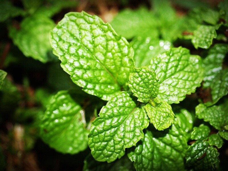 Spearmint - 30ml