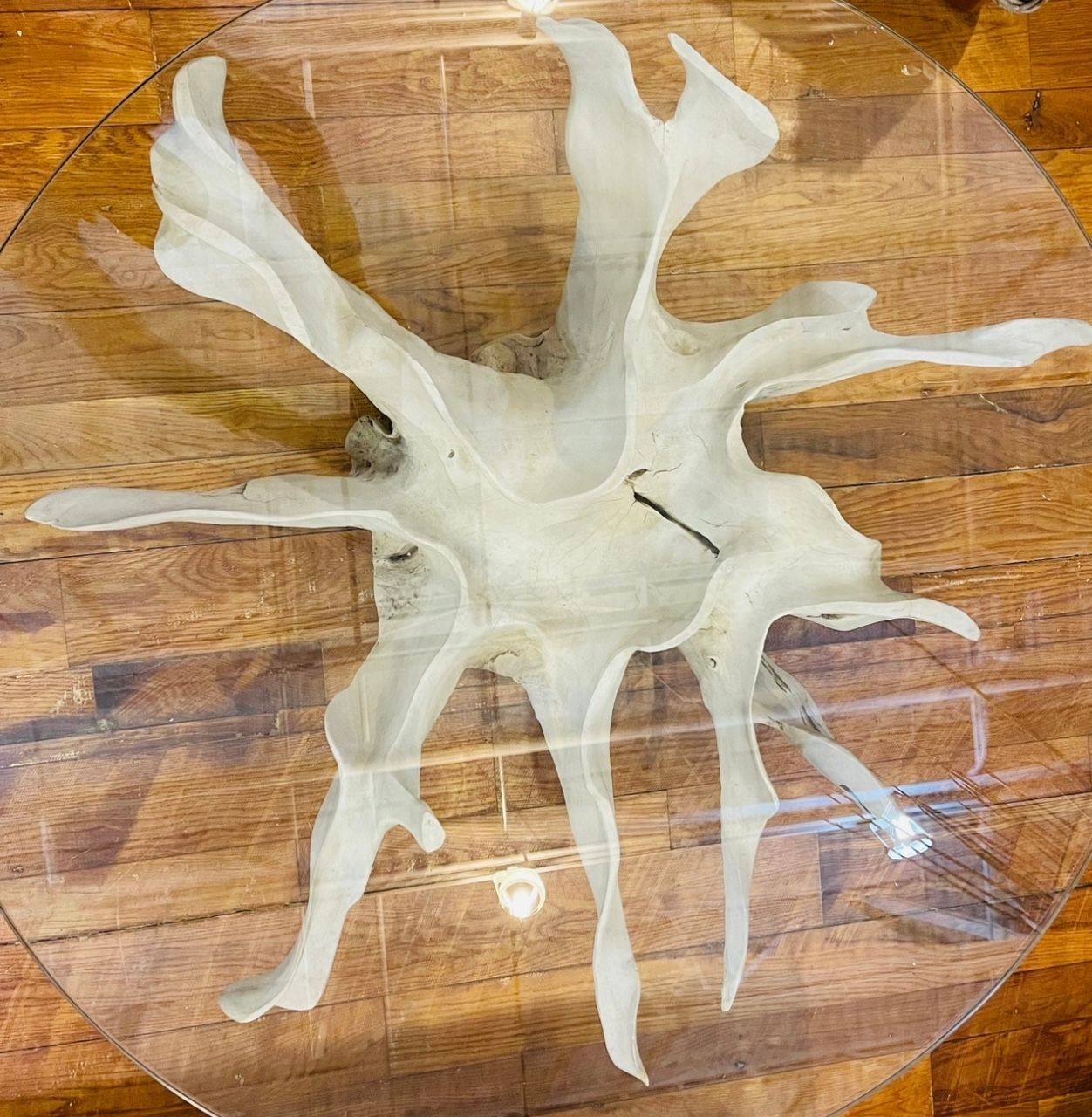 White Fossil Teak Root Coffee Table Driftwood Furniture